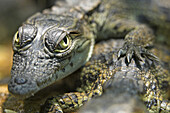 Nile Crocodile (Crocodylus niloticus), captive baby
