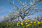 Cherrytrees, blooming, Baden-Württemberg, Germany, April 2006