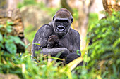 Mountain gorilla (Gorilla gorilla) captive, with baby. Germany