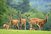 Red deer (Cervus elaphus)