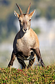 Rock Goat (Capra ibex). Male. Berner Oberland region of Switzerland.