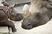 Indian One-horned Rhino (Rhinoceros unicornis), captive, 3 week old cub with mother