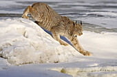 Canadian Lynx (Lynx canadensis). Minnesota. USA