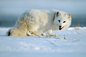 Arctic Fox (Alopex lagopus).