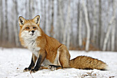 Red Foxes (Vulpes vulpes). Minnesota, USA