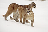 Mountain Lion (Felis concolor). Minnesota, USA