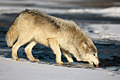 Wolf (Canis lupus). Minnesota. USA