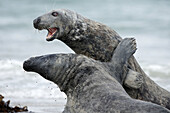 Grey Seal (Halichoerus grypus). Island of Helgoland. Germany. Northsea.