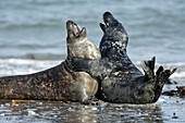 Grey Seal (Halichoerus grypus). Island of Helgoland. Germany. Northsea.