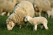 Merino Sheep, lamb, Germany.