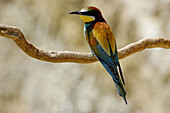 European Bee Eater (Merops apiaster). Malaga province. Andalusia. Spain