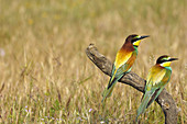 European Bee Eater (Merops apiaster). Málaga province, Andalusia. Spain