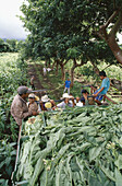 Tobacco plantation. San Andres. Veracruz. Mexico