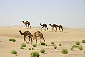 Herd of camels crossing sandy dunes, Abu Dhabi, United Arab Emirates.