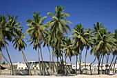 Palm trees shading beachfront houses, Salalah, Oman