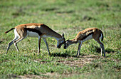 Thomsons Gazelle (Gazella thomsoni). Ngorongoro crater. Tanzania
