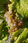 White grapes (Vitis vinifera). Castellví de la Marca, Alt Penedès. Barcelona province, Catalonia, Spain