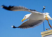 Herring Gull (Larus argentatus) in flight