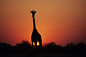 Giraffe against sunset in Etosha Pan, Namibia.