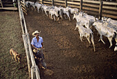 A Pantanerio Cowboy and his dog leads these into into the stalls behind, in a ranch located in Pantanal, Brazil.