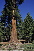 Measuring Sequoia tree, Sequoia National Park. California, USA
