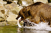 Sow (female) brown bear fishing for salmon near the Redoubt Bay Lodge, Big River Lakes, along the Cook Inlet, west of Anchorage, Alaska