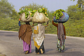 Women carrying loads on their heads on a road in Rajasthan between Ranthambhore and Jaipur, India