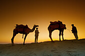 Camels on top of the Kanoi Sand Dunes at sunset, Thar Desert, near Jaisalmer, Rajasthan, India