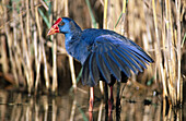 Purple Swamphen (Porphyrio porphyrio)