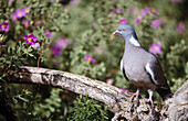 Woodpigeon (Columba palumbus) and Rock Rose (Cistus sp.)