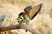 European Bee Eater (Merops apiaster) mating