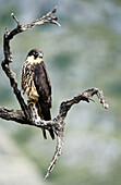 Eleonoras Falcon (Falco eleonorae)