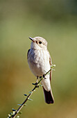 Spotted Flycatcher (Muscicapa striata)