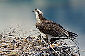 Osprey with chicks on nest.