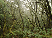 Beech trees and moor, Garajonay National Park. La Gomera, Canary Islands. Spain