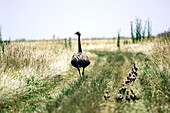 Greater Rhea (Rhea americana) with chicks. Buenos Aires. Argentina