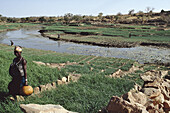 Onion fields. Onion growing is the main resource for the Dogon  and one of the change items used in the markets. Dogon Country. Mali.