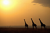 Giraffes. Kenya.