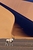 Oryx. Sossusvlei. Namibia.