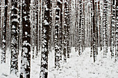 Winter forest after blizzard in Franconia - Bavaria / Germany