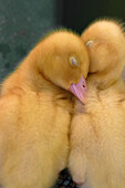 Two baby ducklings