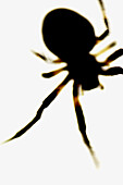 Animal, Animals, Arachnid, Arachnids, Arachnology, Color, Colour, Concept, Concepts, Fauna, Indoor, Indoors, Interior, Nature, One, One animal, Silhouette, Silhouettes, Spider, Spiders, Wild, Wildlife, Zoology, N86-587148, agefotostock