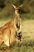 Animal, Animals, Baby animal, Baby animals, Color, Colour, Daytime, Exterior, Facing camera, Fauna, Looking at camera, Mammal, Mammals, Nature, Outdoor, Outdoors, Outside, Pair, Two, Two animals, Wild, Wildlife, Young, Zoology, N90-481352, agefotostock