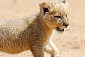 Lion cub. Africa.