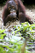 Orphan orang-utans at nursery. Sepilok Orang Utan Sanctuary, Sandakan, Borneo, Malaysia