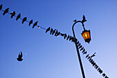 Birds on a wire with lamp-post. Oakland, California.