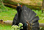 Auerhahn, balzend, Tetrao urogallus