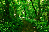 Weg durch grünen Laubwald, Forte Orino, Wallfahrtsort Santa Maria del Monte, Sacromonte di Varese, Weltkulturerbe, Lombardei, Italien