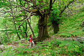 Frau mittleren Alters wandert durch Wald mit Farnen, Tessin, Schweiz