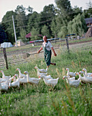 Farmer Peter Kurth driving geese to the stable in the evening, part time farmer in village of Burg, Spreewald, Brandenburg, Germany
